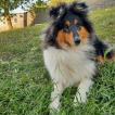 Joy, Collie