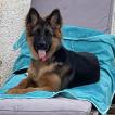 Uska, German Shepherd Dog