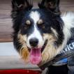 Mia, Border Collie