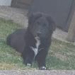 Utah, Border Collie