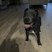 Tayla, Staffordshire Bull Terrier