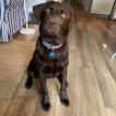 Couscous, Labrador Retriever