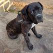 Uno, Cane Corso