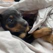 Miga, Pinscher (Alemán)