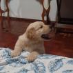 Loki, Golden Retriever