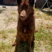 Gyûki, Otros perros