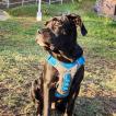 Django, Cane Corso
