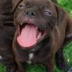 Ettore, Staffordshire Bull Terrier