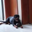 SINFONIA, Rottweiler