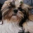 Mina, Shih Tzu