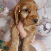 Taya, Cocker Spaniel
