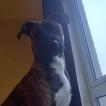 KYRO, Bulldog americano