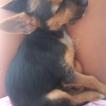 TIANA, Pinscher