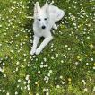 Lola, Weißer Schweizer Schäferhund