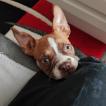 Fibie, Boston Terrier