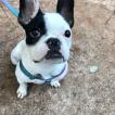 Lady, Bulldog Francés