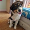 ULANE, Australian Shepherd
