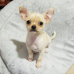 LUNA, Chihuahua langhaariger Schlag