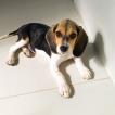 Luna, Beagle