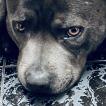 Naya, Staffordshire Bull Terrier