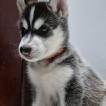 YOSHI, Siberian Husky