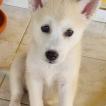 KIARA, Husky Siberiano