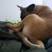 Haller, Pastor Belga Malinois