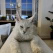 Oden (Maine Coon), Otros perros