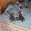 Muffin, Braco De Weimar (De Pelo Corto - Suave)