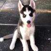 Draco, Husky Siberiano