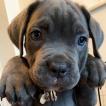 Vega, Cane Corso