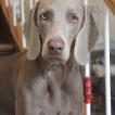 Pearl, Braco De Weimar (De Pelo Corto - Suave)