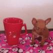 Mel, Pinscher (Alemán)