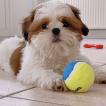 UNO, Shih Tzu