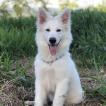 Zoro, White swiss Shepherd Dog