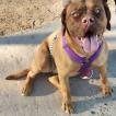 Daisy, Dogo De Burdeos