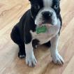 Max, Boston Terrier