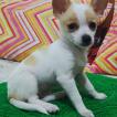 Zara Yotta Pereira Howard, Chihuahua