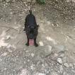 Neïyka, Staffordshire Bull Terrier