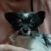 Victoria, Altri cani