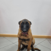 Lara (irmã da Luna e do Leo)