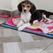 Minnie, Beagle