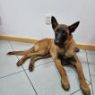 Leo (irmão da Lara e Luna), Malinois Shepherd Dog