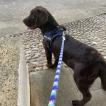 Daisy, Labrador Retriever
