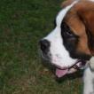 Us'ton, Saint Bernard