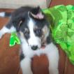 Filhote Luppy, Border Collie