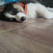 Filhote Luppy