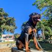 Ragnar, Rottweiler