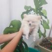 Cristal, Keeshond