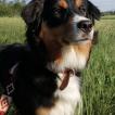 Zena, Australian Shepherd